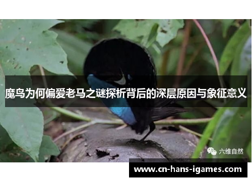 魔鸟为何偏爱老马之谜探析背后的深层原因与象征意义